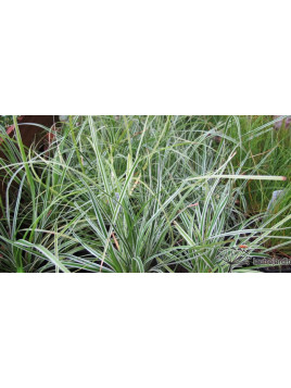 Carex oshimensis 'Everest' / Laîche