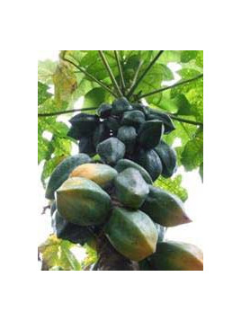 Babaco, carica /Vasconcellea x heilbornii / Papayer des montagnes