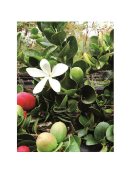 Carissa macrocarpa / Prunier du Natal