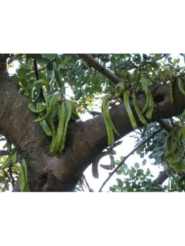 Ceratonia siliqua / Caroubier