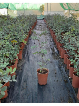 Ceratonia siliqua / Caroubier