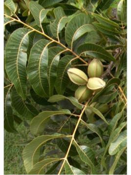 Carya illinoensis pawnee / Noix de pécan / Pacanier