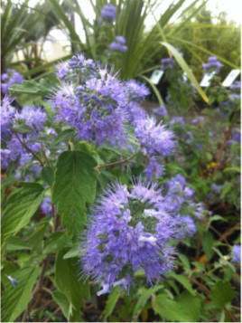 Caryopteris x clandonensis 'Heavenly blue' / Barbe-bleue
