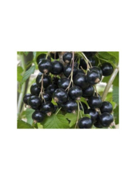 Ribes nigrum  'Andega' / Cassissier