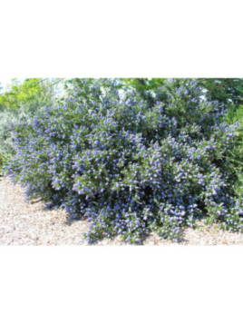 Ceanothus thyrsiflorus 'Skylark' / Céanothe