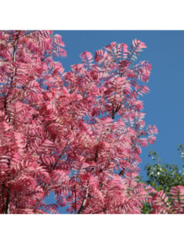 Cedrela sinensis 'Flamingo'  / Arbre à salade / Toona sinensis