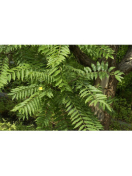 Cedrela sinensis / Arbre à salade / Toona sinensis