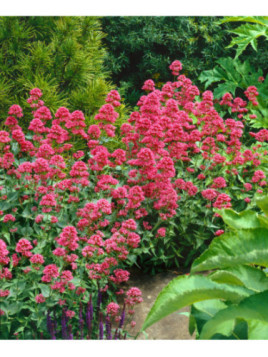 Centranthus ruber coccinea/ valerianne rouge
