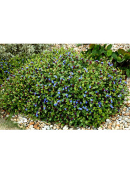 Ceratostigma willmottianum / Plumbago de Willmott