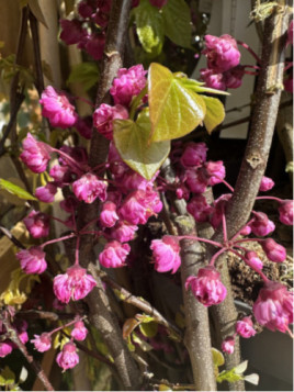 Arbre de judée -  Cercis canadensis pink pompom