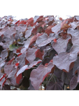 Arbre de judée -  Cercis canadensis Merlot