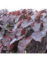 Arbre de judée -  Cercis canadensis Merlot