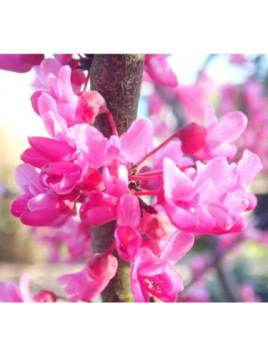 Arbre de judée -  Cercis canadensis Merlot
