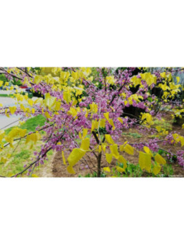 Arbre de judée -  Cercis canadensis 'The Rising Sun'