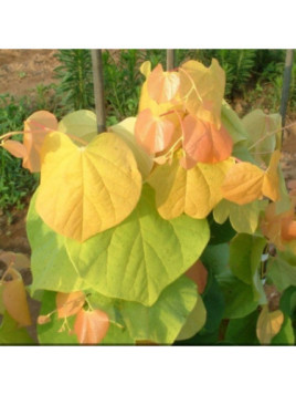 Arbre de judée -  Cercis canadensis 'The Rising Sun'