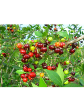 Eugenia uniflora / Pitanga / Cerisier de cayenne