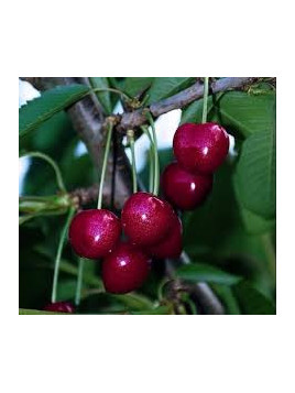 Prunus avium 'Tardif de vignola' / Cerisier bigarreau