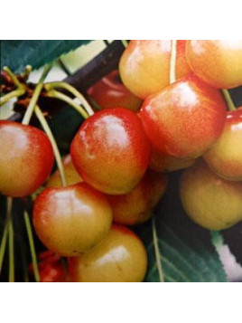 Prunus avium 'Napoléon' / Cerisier bigarreau