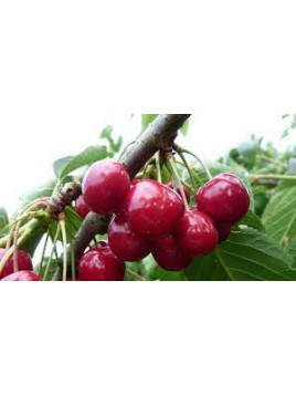 Prunus avium 'Summit' / Cerisier bigarreau