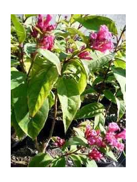 Cestrum fasciculatum 'newelii'