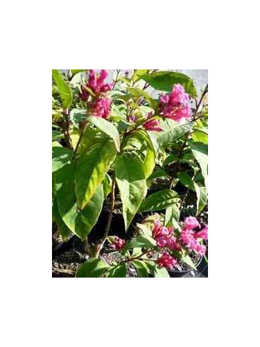 Cestrum fasciculatum 'newelii'
