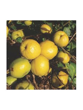 Chaenomeles japonica 'Cido' / Cognassier du Japon