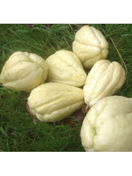 Christophine blanche / chouchou / chayotte / Sechium edule