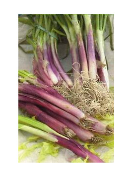 Ciboule rouge - Allium fistulosum