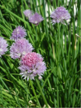 Ciboulette commune - Allium schoenoprasum