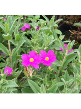 Cistus Pulverulentus 'sunset'