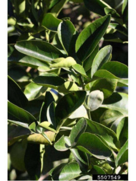 Citrange c35 x citroncirus Porte greffe