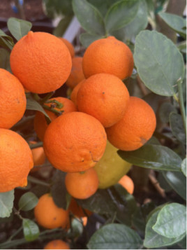 Citrus x limonia 'di Rangpur' / Citronnier limette rouge