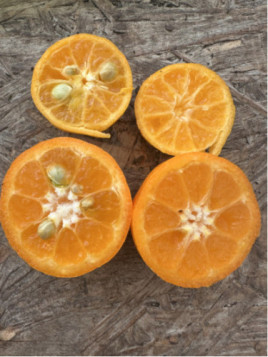 Citrus mitis / Calamondin