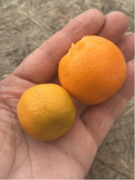 Citrus mitis / Calamondin