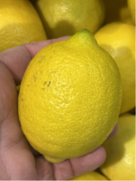 Citrus limon / Citronnier jaune '4 saisons'