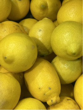 Citrus limon / Citronnier jaune '4 saisons'