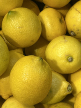 Citrus lemon Eureka / Citron de Menton / 4 saisons eureka