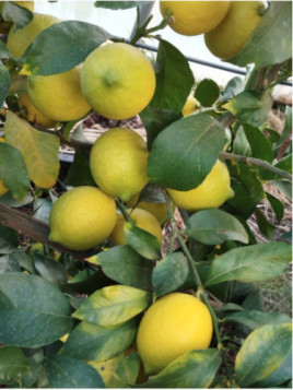 Citrus lemon Eureka / Citron de Menton / 4 saisons eureka