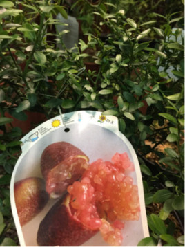 Microcitrus x australasica 'Pink'  / Citron Caviar