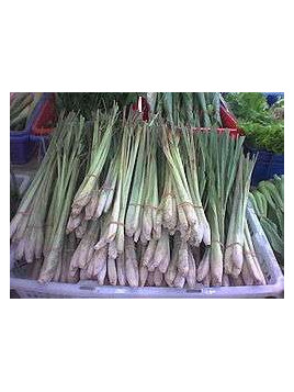 Cymbopogon citratus /Citronnelle de Madagascar