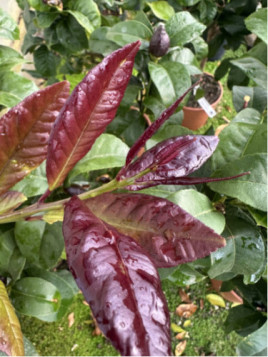 Citrus x limon 'Femminello carrubaro' / Citronnier 4 saisons