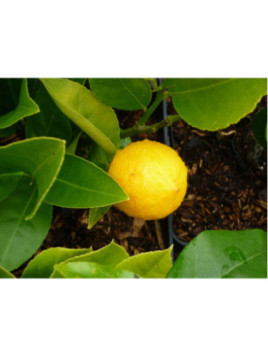 Citrus x 'Meyeri' / Citronnier jaune