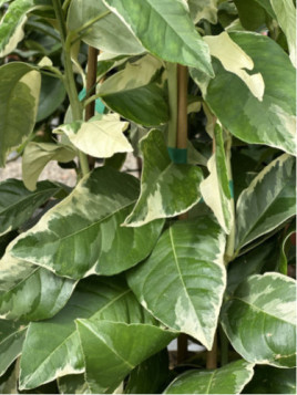 Citrus limon iris variegata - Citron panaché