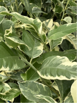 Citrus limon iris variegata - Citron panaché