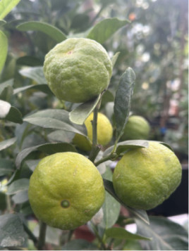 Citrus limetta 'Pursha' / Citronnier limette jaune