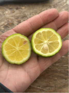 Citrus limetta 'Pursha' / Citronnier limette jaune