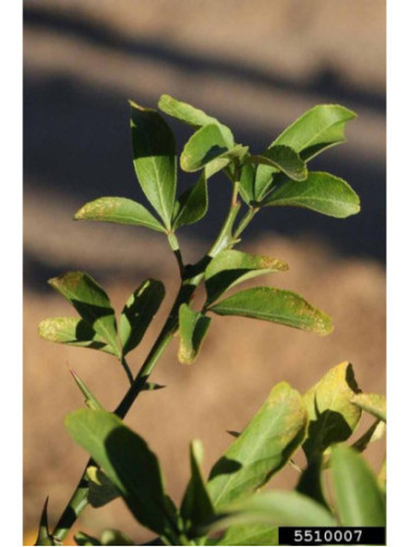 Citrumelo swingle CPB-4475 / Porte greffe