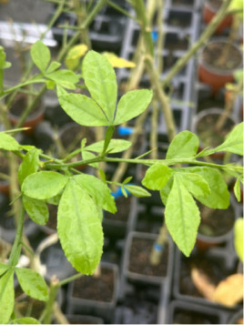 Citrumelo swingle CPB-4475 / Porte greffe