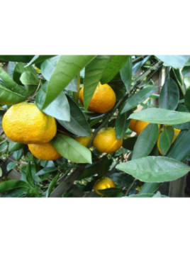 Citrus reticulata 'Keraji' non greffé / Mandarinier japonais