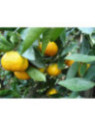 Citrus reticulata 'Keraji' non greffé / Mandarinier japonais